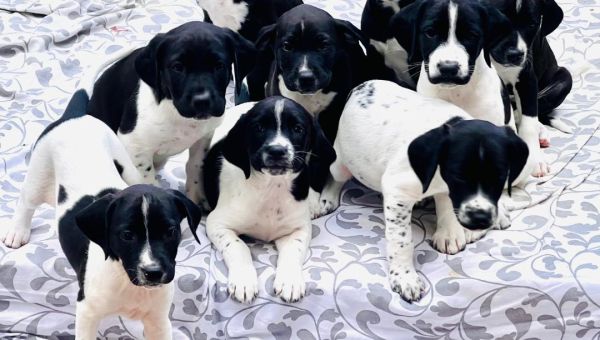 9 Splurcher Puppies - Whippet Lurcher/English Springer Spaniel